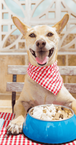 dog bakery online dog bakery online