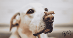 doggie bakery doggie bakery