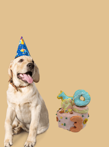 Pupcakery Glenwood
