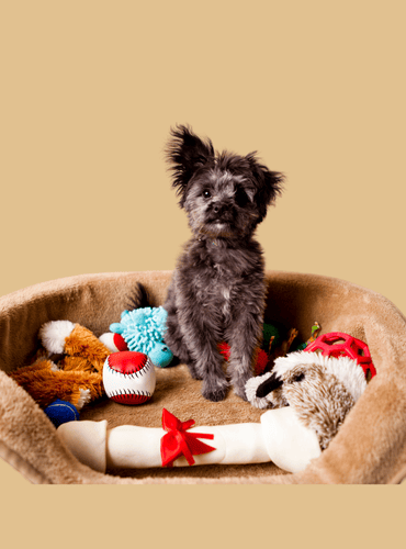 Strong dog toys Kellyville Ridge