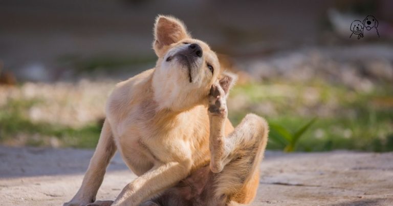 Allergy dog food australia