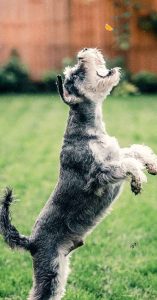 Best allergy dog food