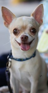 best dog food for senior dogs best dog food for senior dogs