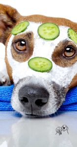 best natural dog treats australia best natural dog treats australia