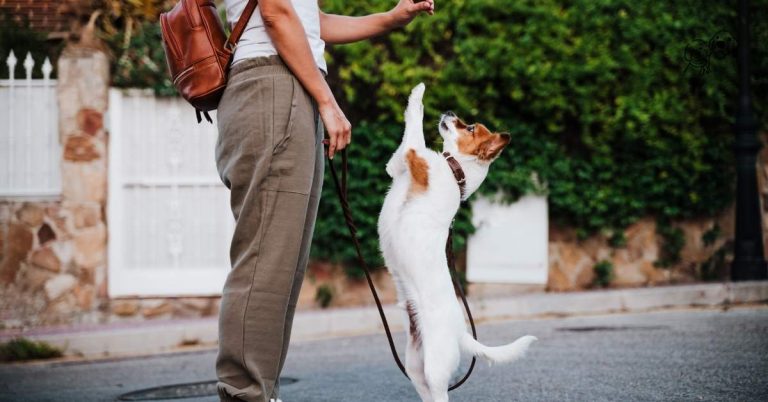 best reward for dog