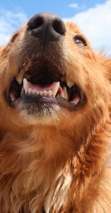 best treats for puppies best treats for puppies