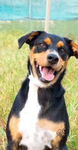 dog bakery treats dog bakery treats