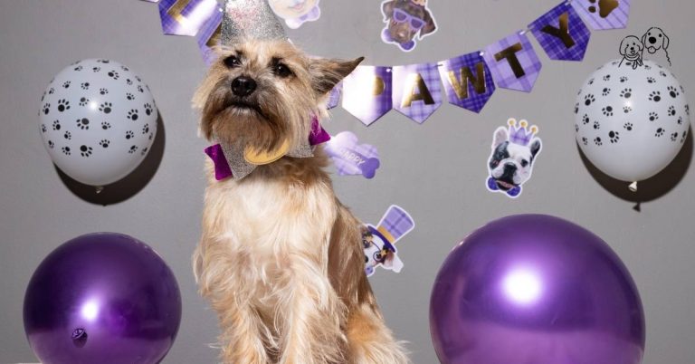 dog birthday cake shop