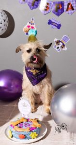 dog birthday treats near me dog birthday treats near me