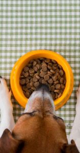 dog treat store near me dog treat store near me