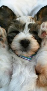 feeding puppies feeding puppies