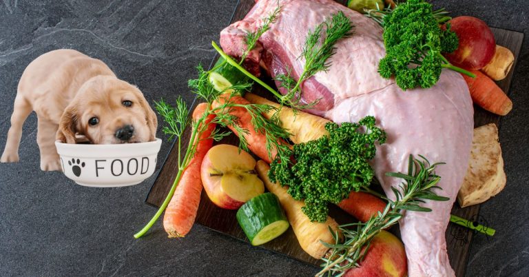 fresh dog food australia