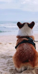 how much dog food to feed a dog how much dog food to feed a dog