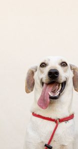 itchy dog food itchy dog food