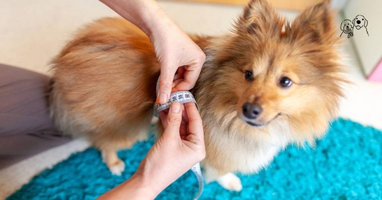 low fat dog food