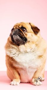 low fat dog treats low fat dog treats