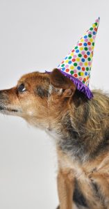 puppy birthday cake near me puppy birthday cake near me