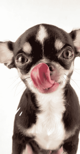 raw dog food diet raw dog food diet