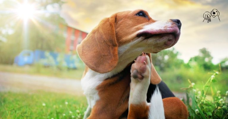 sensitive stomach dog food