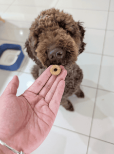 Dog Treats Australia - Peanut Butter Rings
