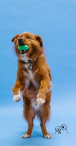 active dog toys