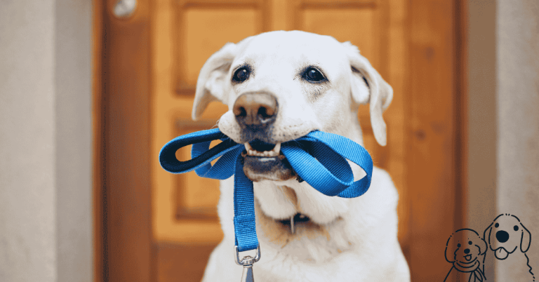 active dog toys
