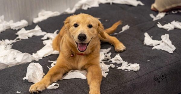 active playtime for dogs