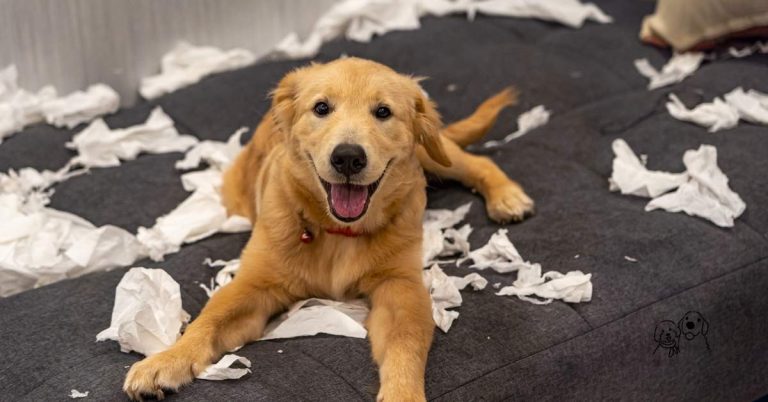 active playtime for dogs
