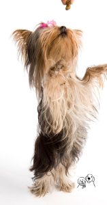 anxiety treats for dogs anxiety treats for dogs