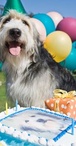 bakery for dog cakes
