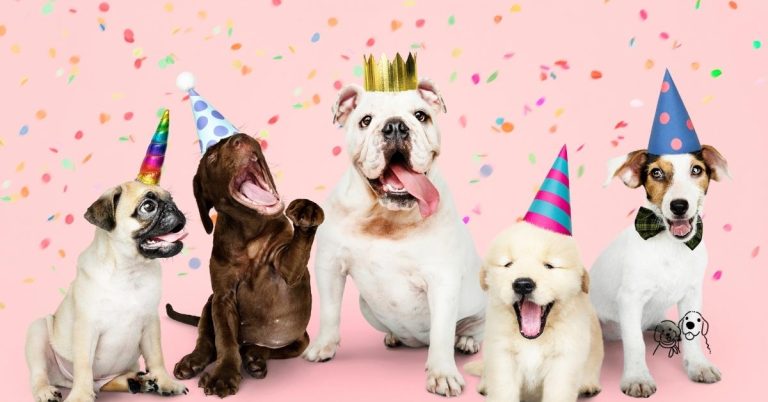 dog bakery cakes