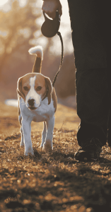 dog playtime dog playtime