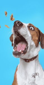 dog training treats australia