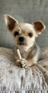 dog treats for small dogs dog treats for small dogs