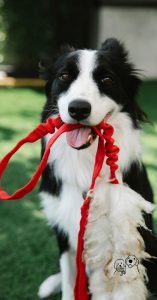 durable toys for dogs