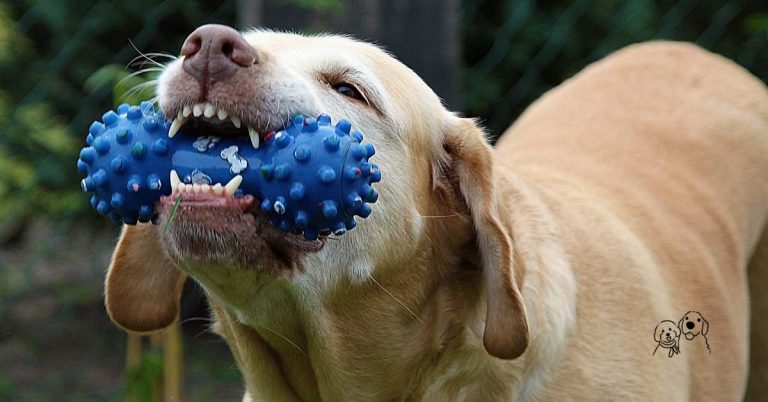 enrichment toys for dogs