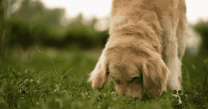 exercise for dogs exercise for dogs