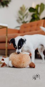 interactive play for dogs
