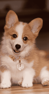 large dog toys large dog toys