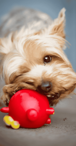 puppy plush toy puppy plush toy