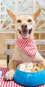 treats for your dog treats for your dog